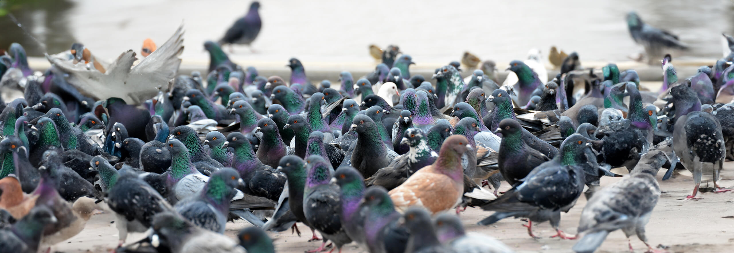 pro tech nuisibles les pigeons hérault mediterranée occitanie 2